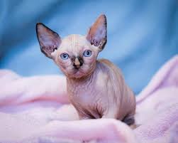 We take care to make sure that all our kittens or cats are placed in loving forever homes. Legendary Sphynx Albortsainoz Twitter