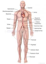 The heart pumps blood through big blood vessels called arteries and veins. Major Arteries Of The Body Medmovie Com