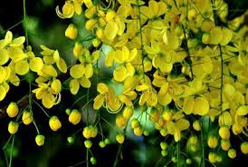 Thonnamkuzhy Vishu New Year Festival Celebrated In The State Of Kerala India Ornamental Plants Vishu Thailand National Flower
