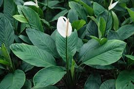 LÍRIO DA PAZ GIGANTE SENSATION (Spathiphyllum cannifolium) - Pote 24 -  Rebrotar Plantas