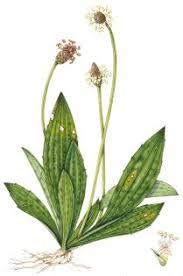 Image result for Plantago lanceolata