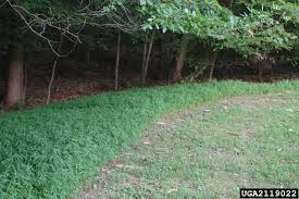 Image result for Microstegium