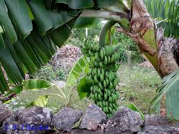 Image result for Musa paradisiaca