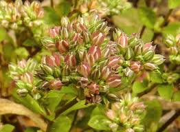 Image result for Polycarpon