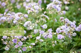 Image result for Geranium `Summer Skies`