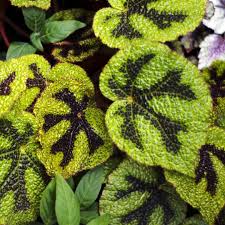 Image result for Begonia meyeri-johannis