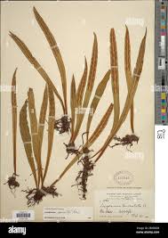 Image result for Loxogramme