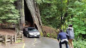Book your stay with benbow historic inn now! Avenue Of The Giants