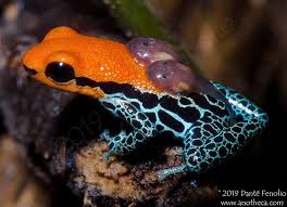 Image result for Daknopholis