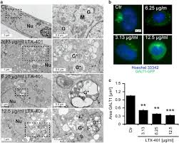 Apr 20, 2020 · if golgi apparatus is removed from the cell the formation of lysosomes will not occur. The Oncolytic Compound Ltx 401 Targets The Golgi Apparatus Cell Death Differentiation