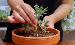 Image result for lavender cuttings