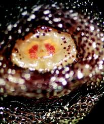 Image result for cuterebriasis in dogs