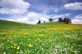 Here are five flower fields unabashedly beautiful in december and january that you'll forget all about your winter blues. Names Of Common Flowers Blumen In German