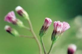 Image result for Vernonia cinerea