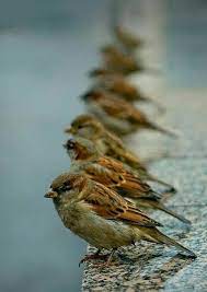 sparrow hayvan kus sanat fotograf