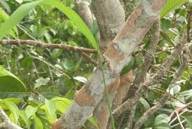 Image result for Maprounea