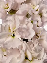 Image result for Matthiola