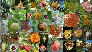 Image result for Annonaceae