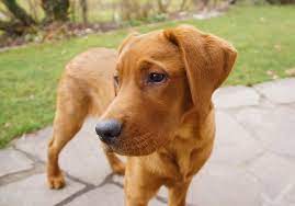 A black labrador retriever named blind of arden was the first dog to appear on the cover of life magazine. Red Fox Lab Breed Information Price Temperament Facts All Things Dogs All Things Dogs