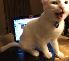 Why Does My Cat Meow A Lot When I Return Home After Being Gone During The Day Quora