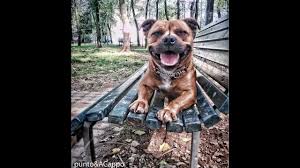 #mtbroby #staffordshire #staffy #terrier #bull #razza #dog #cane #carattere #documentario #origini #storia #inghilterra #regnounitose ti fa piacere acquista un. The Staffordshire Bull Terrier The Real Life Youtube