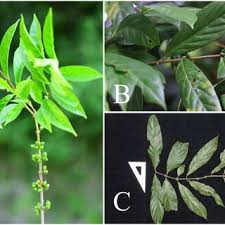 Image result for Belonophora coffeoides