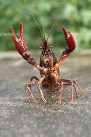 Maybe you would like to learn more about one of these? ã¢ã¡ãªã«ã¶ãªã¬ã åçç´ æ 4524559 ãã©ãã©ã¤ãã©ãªã¼ Photolibrary