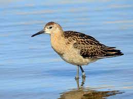 Ruff gmbh aus grafing b. Ruff Ebird