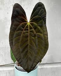 Image result for Sonchus luxurians