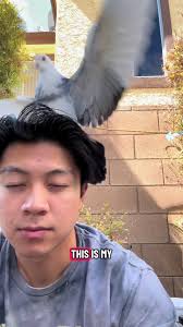 Understanding Pigeons: Loyal Companions