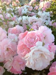 Soft Petal Pink And White Roses Flower Aesthetic White And Pink Roses Flowers