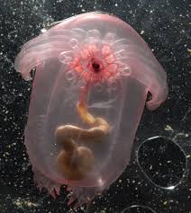 Weird Sea Animals Deep Sea Creatures Ocean Creatures Underwater Creatures Ocean Animals