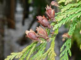 O'hagan trees sells a variety of trees including fruit trees, shade trees and evergreen trees. 42 Facts About Western Red Cedar In Nature And Culture Owlcation