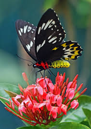 Monarch orange butterfly and bright summer flowers on a background of blue foliage in a fairy garden. 500 Colorful Butterfly Pictures Hq Download Free Images On Unsplash