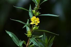 Image result for Heimia salicifolia