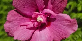 Image result for Hibiscus torrei