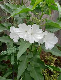 Image result for Ipomoea carnea