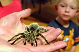 Photos: Splendid spiders at Churchville Nature Center