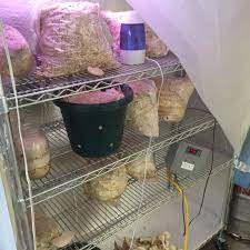 Home Made Low Cost Growing Chamber Note The Humidifier And Home Made Cooling Control Box The Box Will Typically Be Mounted Stuffed Mushrooms Homemade Fungi