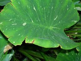 North carolina woman is blending a love of horses and books to get kids reading. Leaf Browning On Elephant Ears Why Edges Of Elephant Ear Turn Brown