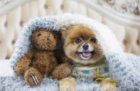 Get it as soon as mon, jun 21. 8 Dog Breeds That Look Like Stuffed Animals Bechewy
