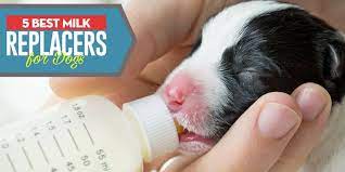 5 Best Puppy Milk Replacer Brands In 2020 Enriched For Puppies Growth