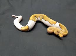 Pin On Snakes