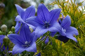 How to Grow and Care for Balloon Flowers | Gardener's Path