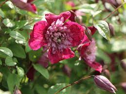 We did not find results for: Waldrebe Avant Garde Clematis Viticella Avant Garde Baumschule Horstmann