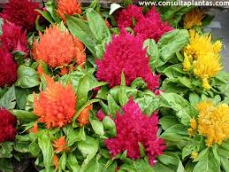Celosia Plumosa Jardineria Y Plantas Plantas Herbaceas Cuidado De Plantas
