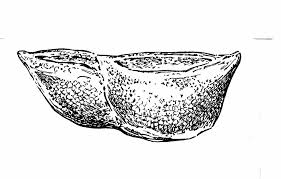 Image result for Wolffiella