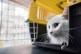 Since 1978, pet express has been trusted by families to safely relocate their pets all over the world. The 6 Best Pet Transportation Services Of 2021