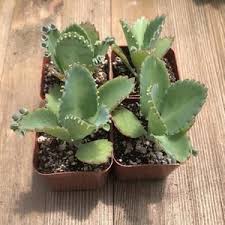 Succulent Rosettes For Sale Colorful Variety Of Rosette Succulents Harddy Plants Unusual Plants Succulents