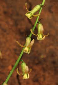 Image result for Dipcadi marlothii